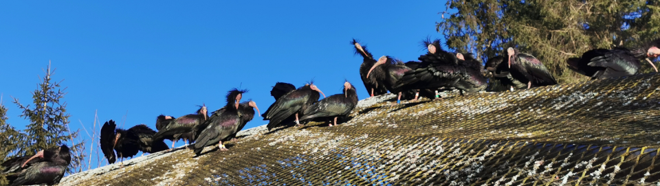 Waldrapp im Tierpark Cumberland. Foto August Aust Waldrapp im Tierpark Cumberland. Foto August Aust