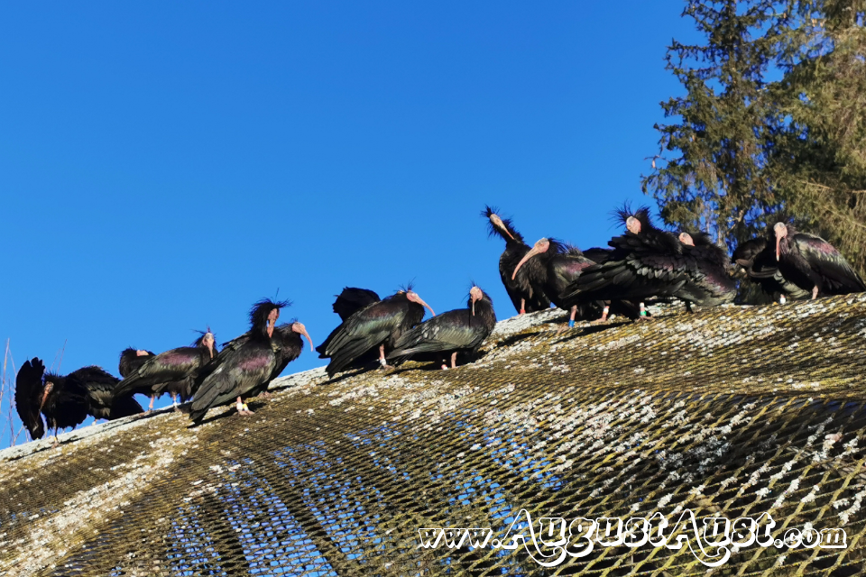 Waldrapp, Tierpark Cumberland. Foto August Aust Waldrapp, Tierpark Cumberland. Foto August Aust