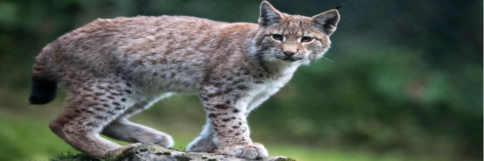 Wild und Erlebnispark Ferleiten Wild und Erlebnispark Ferleiten