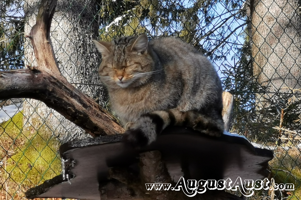 Wildkatze, Tierpark Cumberland. Foto August Aust Wildkatze, Tierpark Cumberland. Foto August Aust