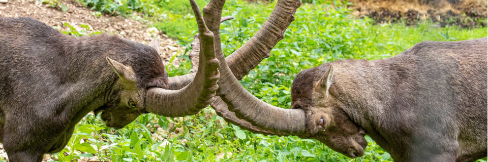 Wildpark Ernstbrunn Wildpark Ernstbrunn