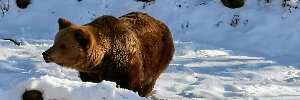 Cumberland Wildpark Grünau. Foto: August Aust Cumberland Wildpark Grünau. Foto: August Aust