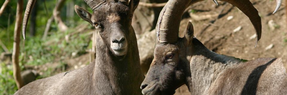 Wildpark Kleefeld Wildpark Kleefeld