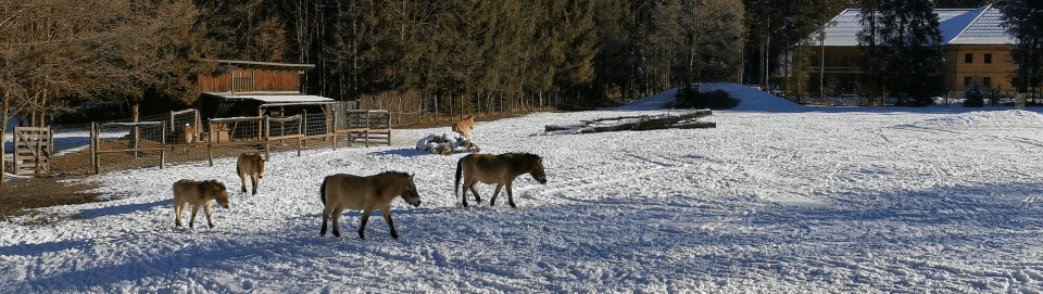 Urwildpferde im Tierpark Cumberland. Foto August Aust Urwildpferde im Tierpark Cumberland. Foto August Aust