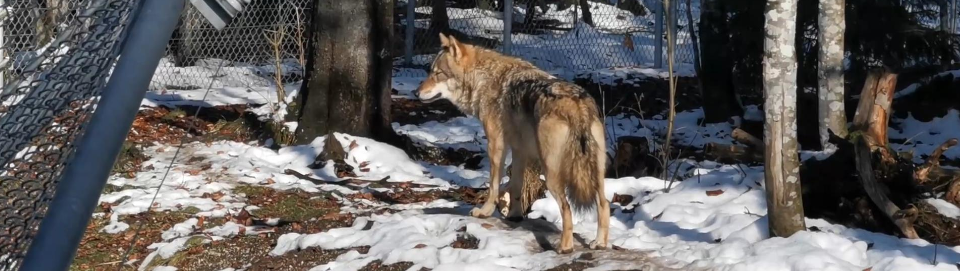 Wolf im Tierpark Cumberland. Foto August Aust Wolf im Tierpark Cumberland. Foto August Aust