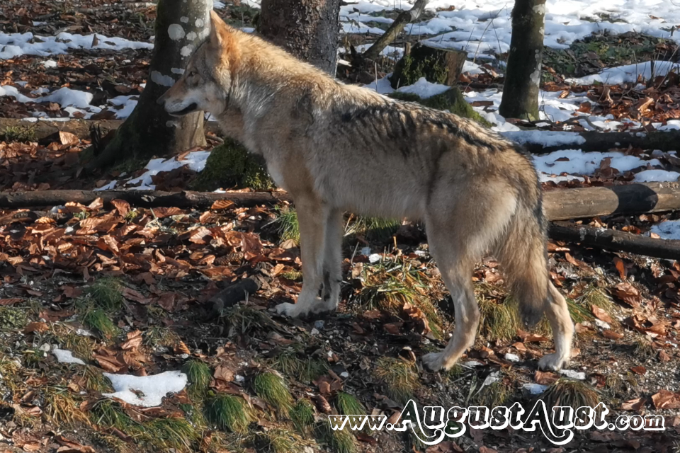 Wolf, Tierpark Cumberland. Foto August Aust