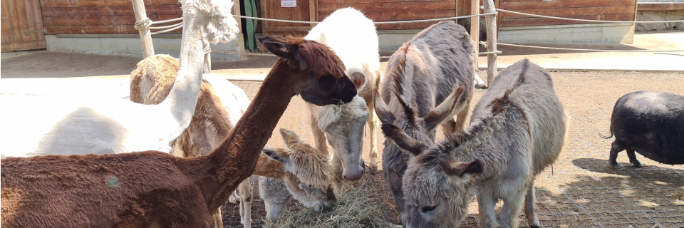 Zotter Essbarer Tiergarten Zotter Essbarer Tiergarten