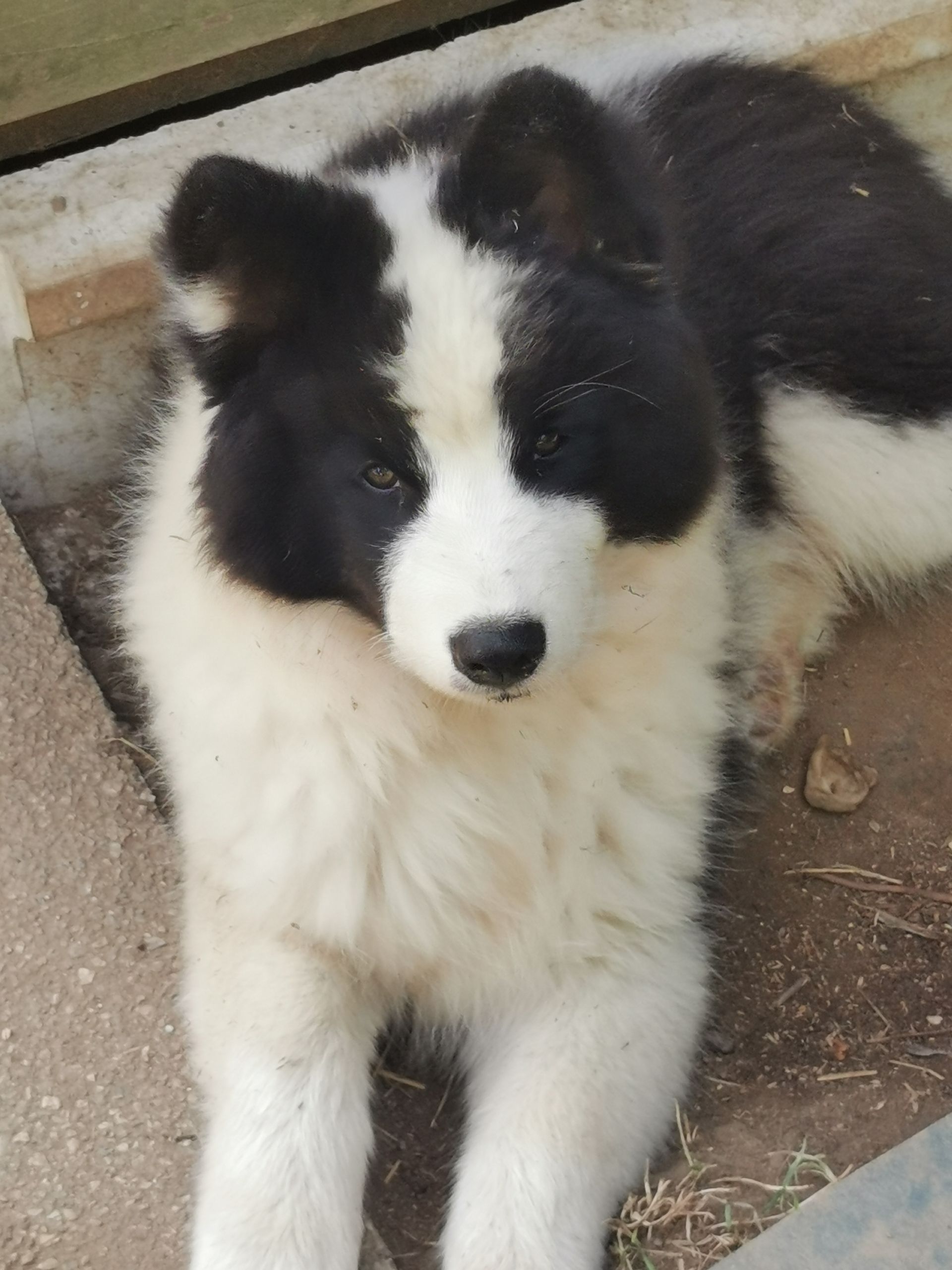 chiot laika de iakoutie de couleur noir et blanc qui nous regarde