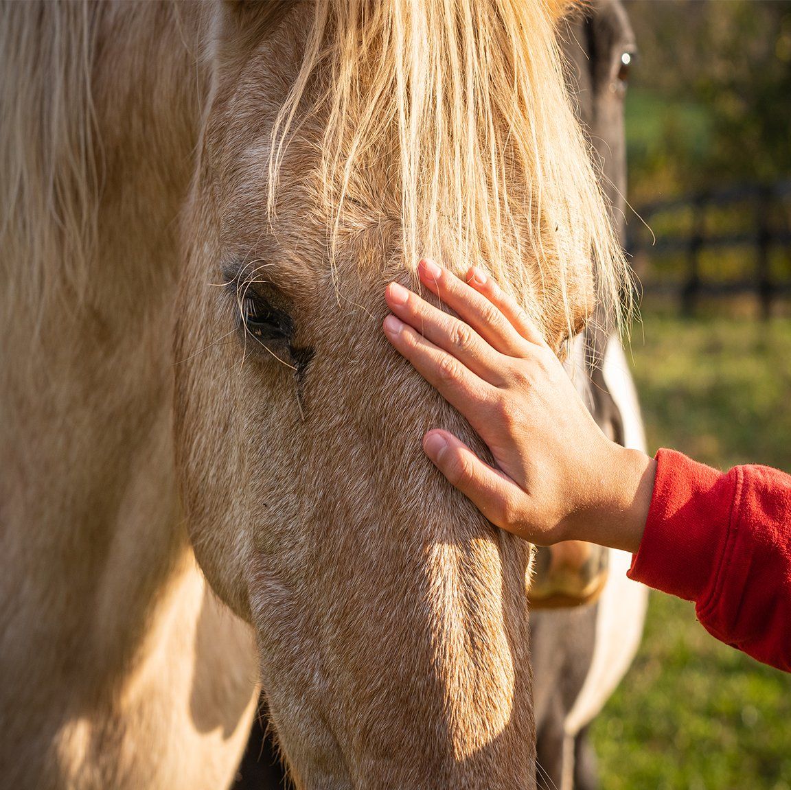Caresser son cheval pour l'apaiser
