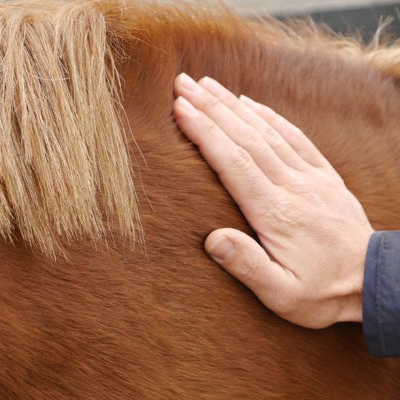 Caresser son cheval pour l'apaiser