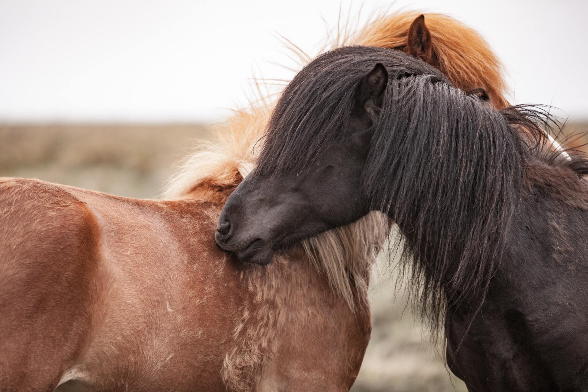 Des poneys que se font du bien entre en se grattant