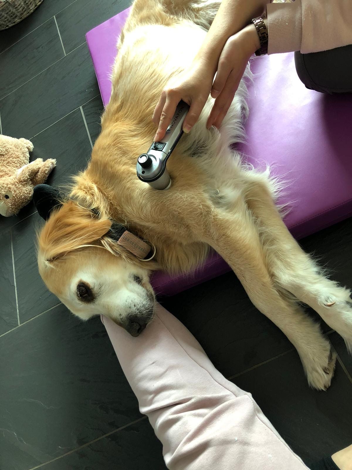 Unterwasserlaufband Tierphysiotherapie Tiertherapie Rhein-Main Darmstadt Groß-Gerau Hundephysiotherapie Pferdephysiotherapie Pferdeosteopathie Hundeosteopathie