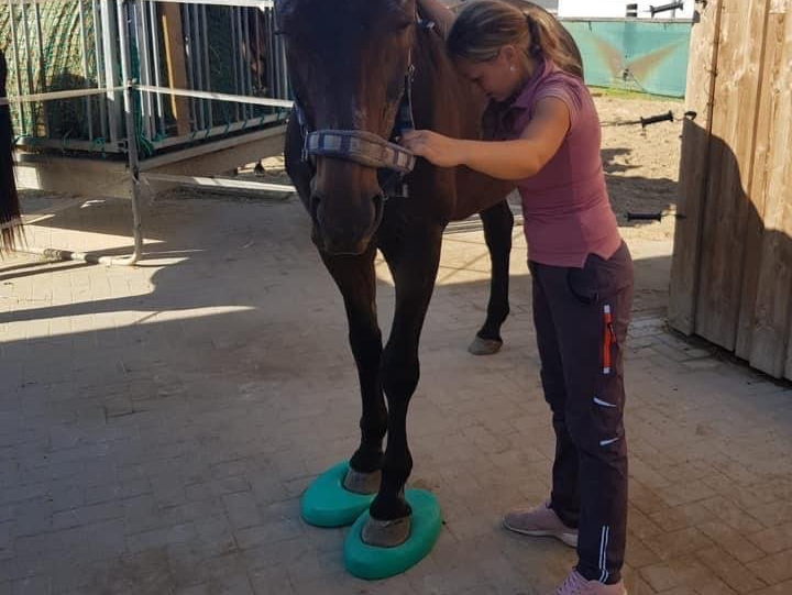 Pferdephysiotherapie Tiertherapie Nadja Rügner Hundephysiotherapie Hundeosteopathie Blutegeltherapie Niedersachsen Wiesmoor Aurich Hesel Etzel Marx Unterwasserlaufband Hundephysio