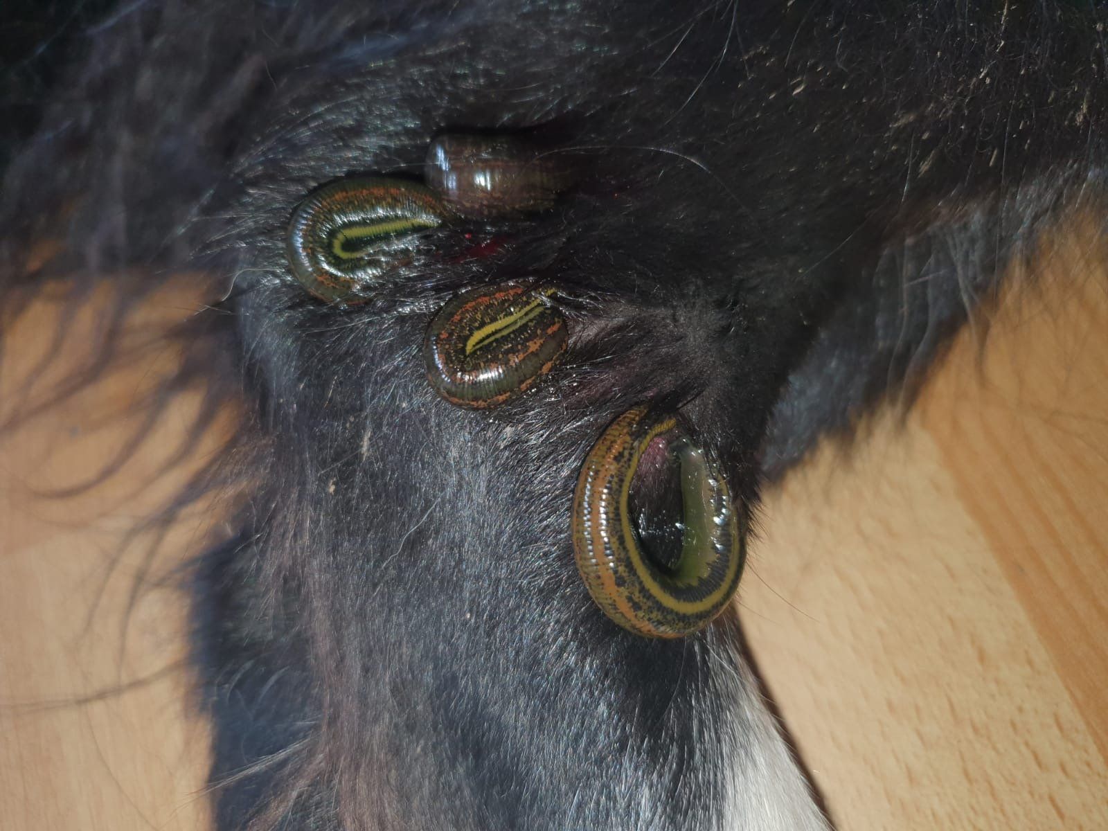 Pferdephysiotherapie
Tiertherapie Nadja Rügner Hundephysiotherapie Hundeosteopathie
Blutegeltherapie
Niedersachsen Wiesmoor Aurich Hesel Etzel Marx Friedeburg Unterwasserlaufband Hundephysio