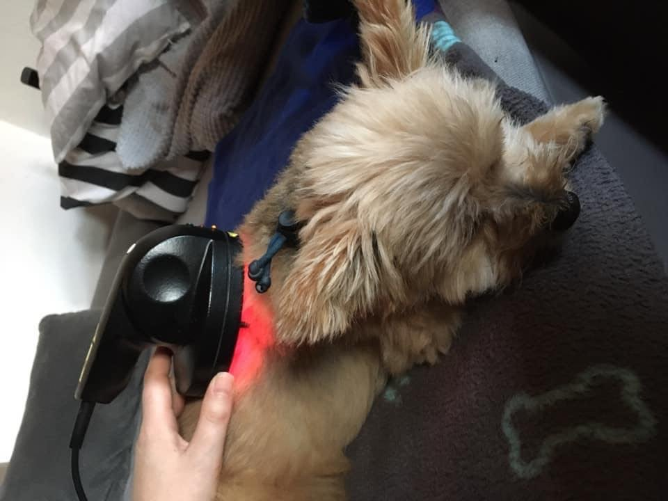 Pferdephysiotherapie Tiertherapie Nadja Rügner Hundephysiotherapie Hundeosteopathie Blutegeltherapie Niedersachsen Wiesmoor Aurich Hesel Etzel Marx Unterwasserlaufband Hundephysio