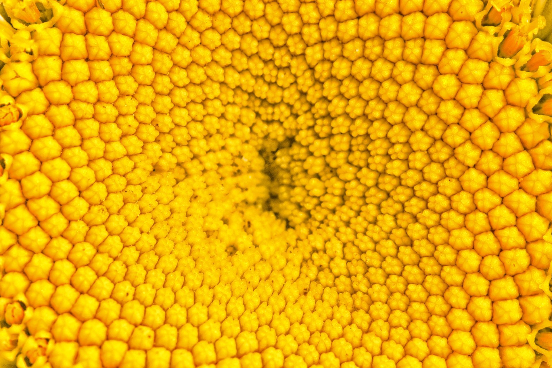 goldgelb, Weisheit der Natur