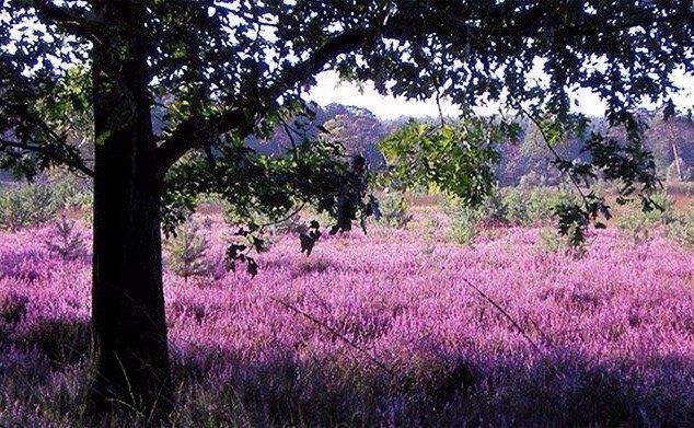 Landhotel Linden am Venekotensee