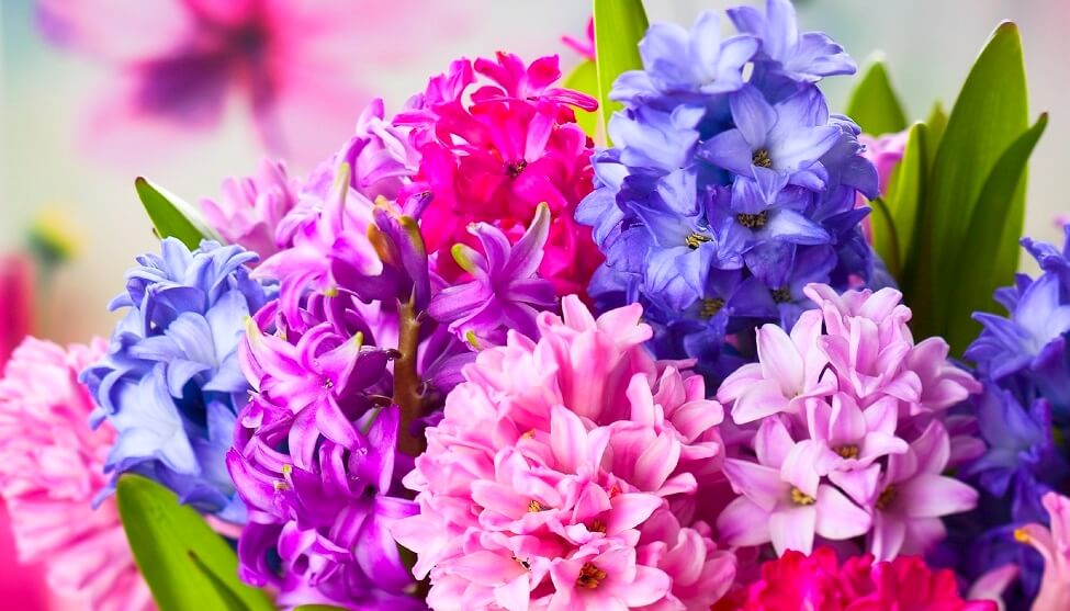 Blumen an Ostern 2021