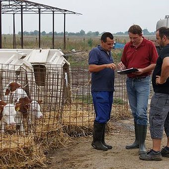Herdenmanager und Berater diskutieren mit Geschäftsführer in Gummistiefel das Management der Kälber Rasse Fleckvieh der Herde eines Milchviehbetriebes in Rumänien in Osteuropa