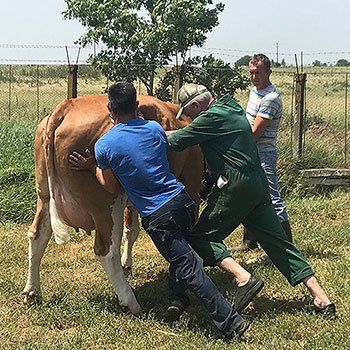 Directing a dairy cow of breed Simmental-Fleckvieh for photo-shooting by herd manager and farm consultant as symbol of to restructure organic farm investments in Bulgaria