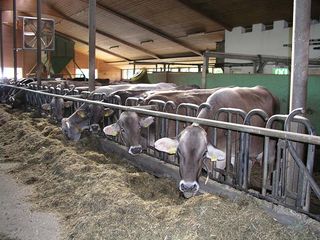 Photo of a dairy cows of cattle breed brown swiss indoor of a barn shed of a farm participating in the agricultural research project of the grassland area in the Allgaeu region of southern Germany