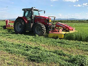 Photo of lucerne field harvest cut by tractor-mower machinery in organic farming crop rotation by consultant Guido Haas