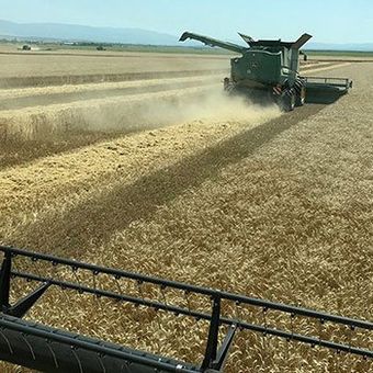 Mähdrescher ernten ein Feld Weizen der landwirtschaftlichen Banat Agri Group geleitet durch Geschäftsführer Haas in Rumänien, Balkan, Europa