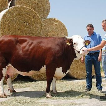 Foto Milchkuh von Romario der Rinderrasse Fleckvieh einer ökologischen Tierhaltung Milchproduktion geplant und geleitet durch F&E Berater und Projektmanager Haas in Rumänien, Osteuropa