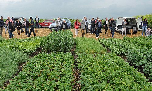 Photo of R&D field demonstration plots of legume crops possible in organic farming for biological nitrogen fixation at a field day for agricultural consultants at station Tamis in Serbia, Balkans, Eastern Europe