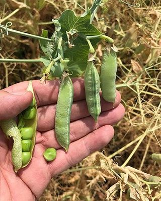 Photo of peas plant with hand behind pods as a key legume for biological N supply in organic farming by agricultural specialist Guido Haas
