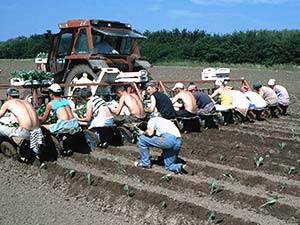 Foto einer Pflanzmaschine für Weißkohl mit Arbeitern für einen Feldversuch zum Effekt von Leguminosen-Vorfrucht auf einem Praxisfeld eines Pilotbetrieb Ökolandbau NRW