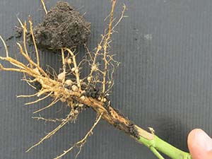 Foto einer Sojabohnen-Wurzel mit Knöllchen der symbiotischen Stickstoff-Fixierung im Boden für das Stickstoffinput Management im ökologischen Landbau