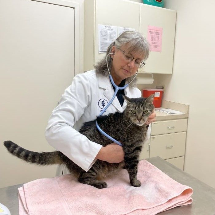 veterinarian with a cat