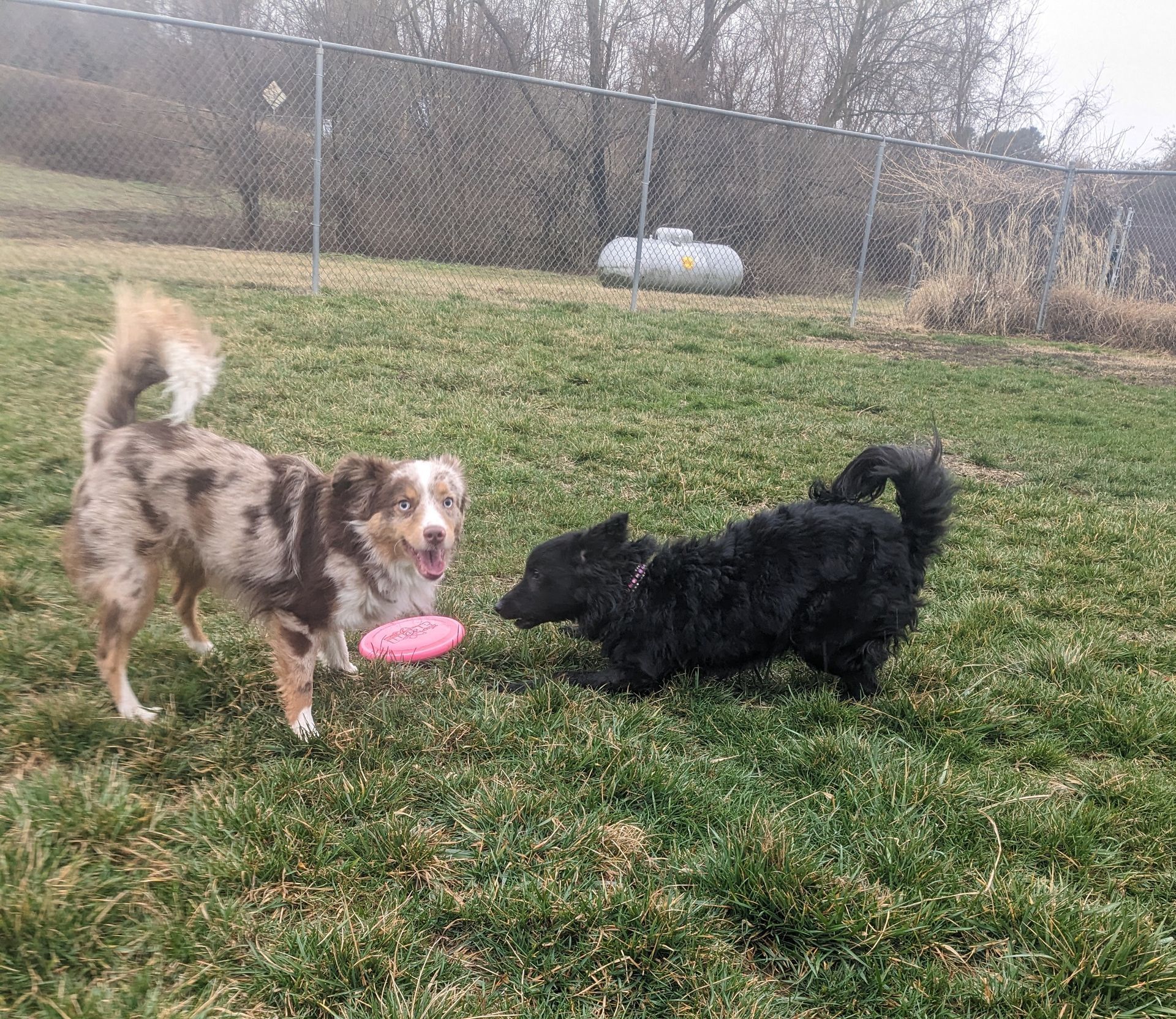 two dogs playing in the yard at Dublin Animal Hospital