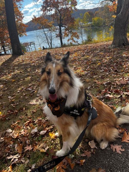 Arlo, our blood donor