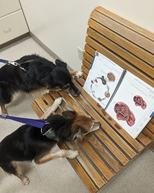 Dogs looking at a medical book about heartworms