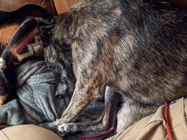 Sherlock the dog is nervous with fireworks