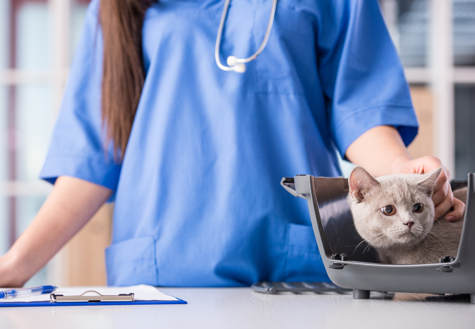veterinarian with a cat