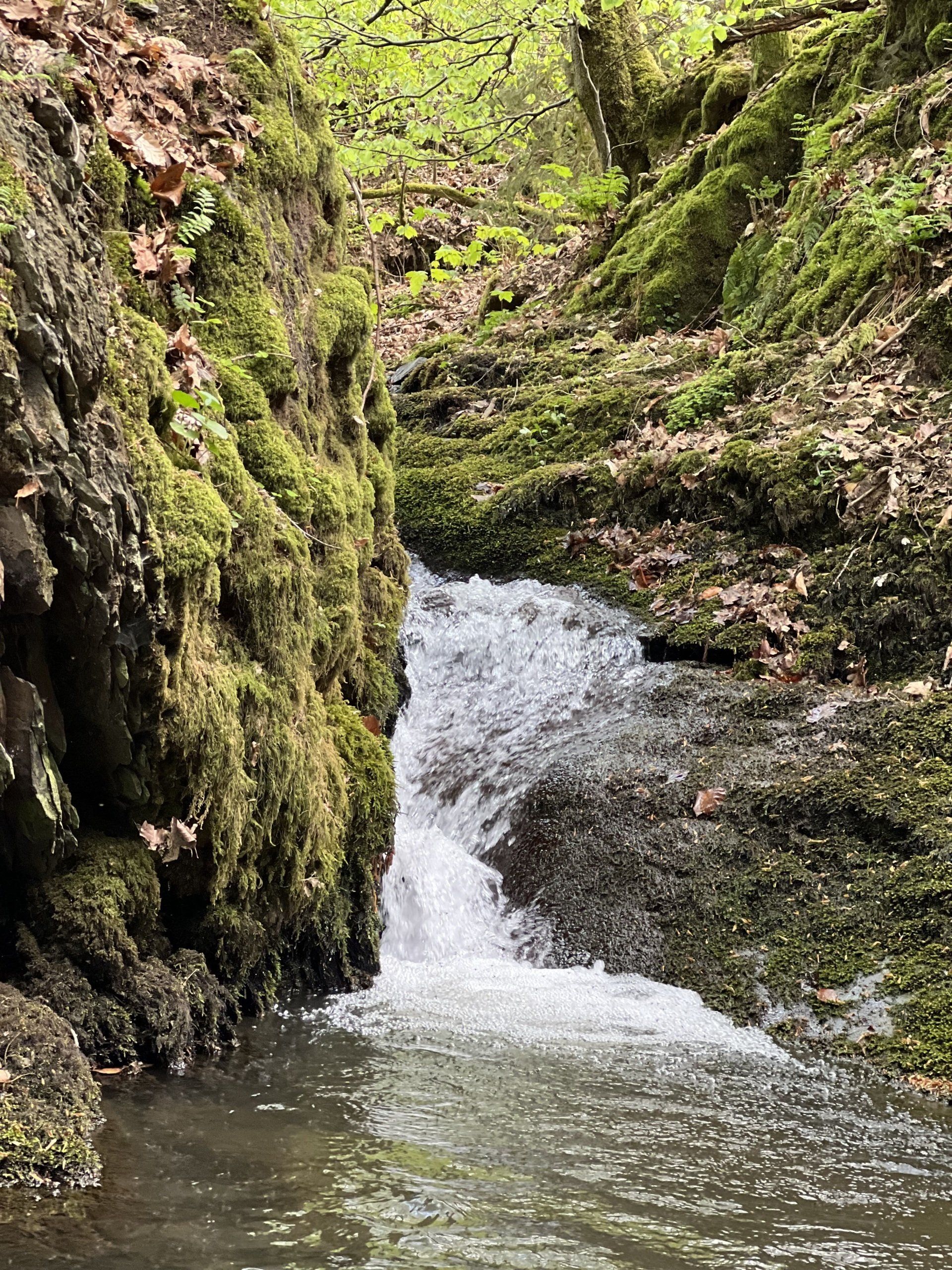 Bach im Wildenburger Tal