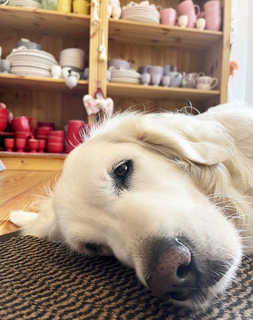 abstarten Podcast Folge 4 mit Bärbel Grimm abstarten Podcast Folge 4 mit Bärbel Grimm