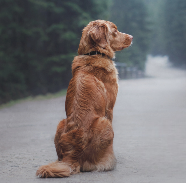 Foto von Website-Hund