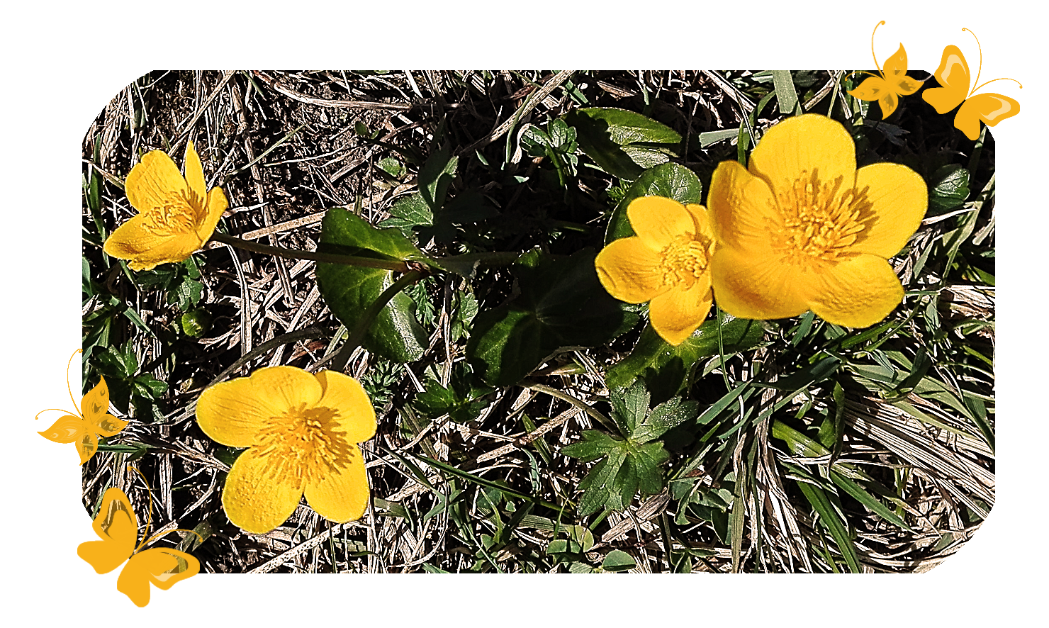 Sumpfdotterblume