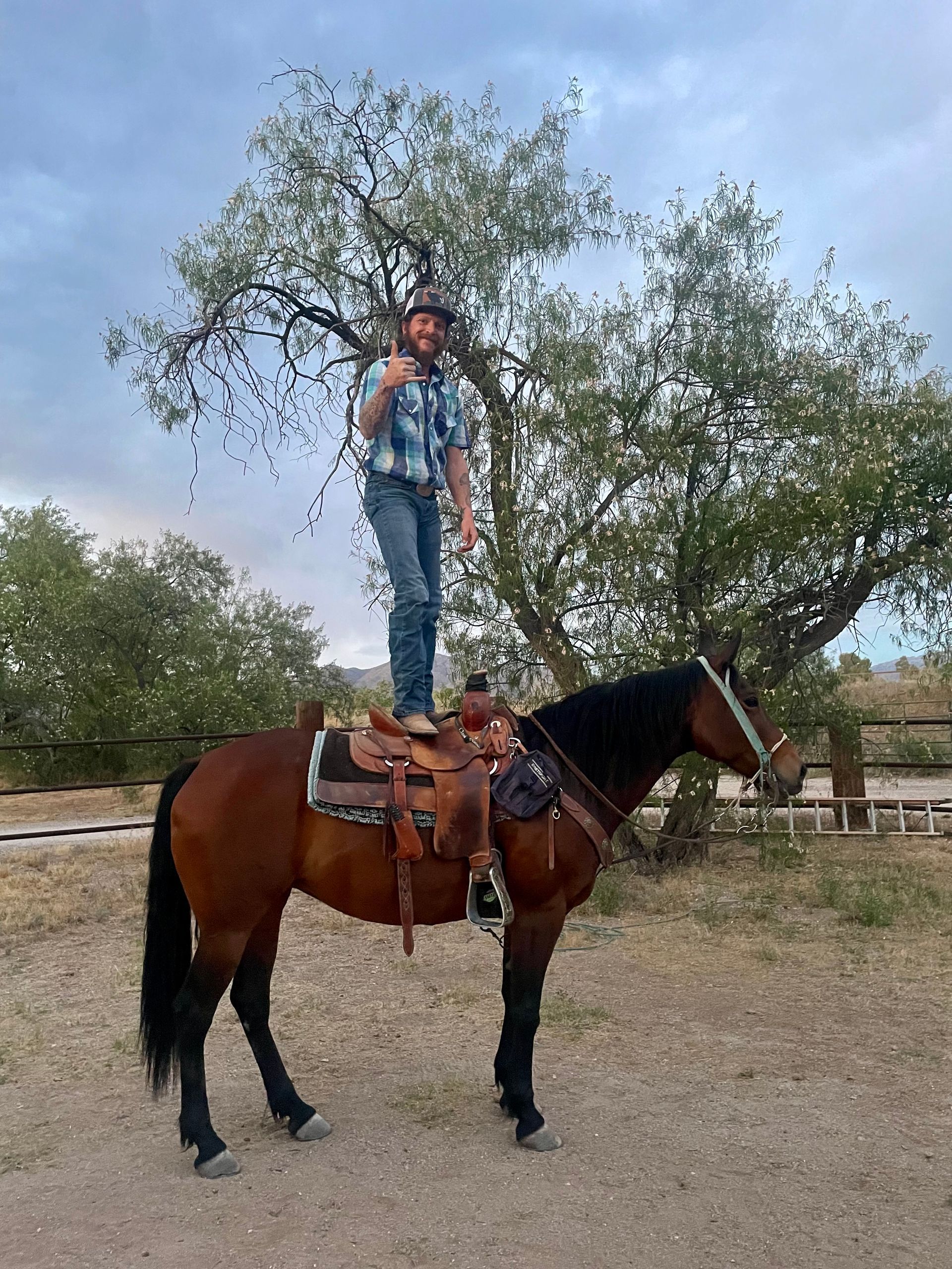 cowboy trainer colt starter western dressage therapy