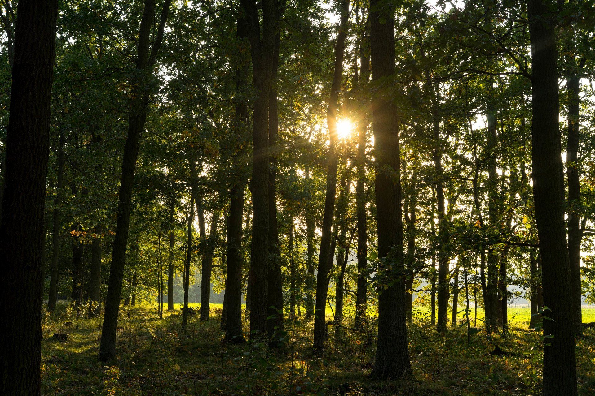 Wald