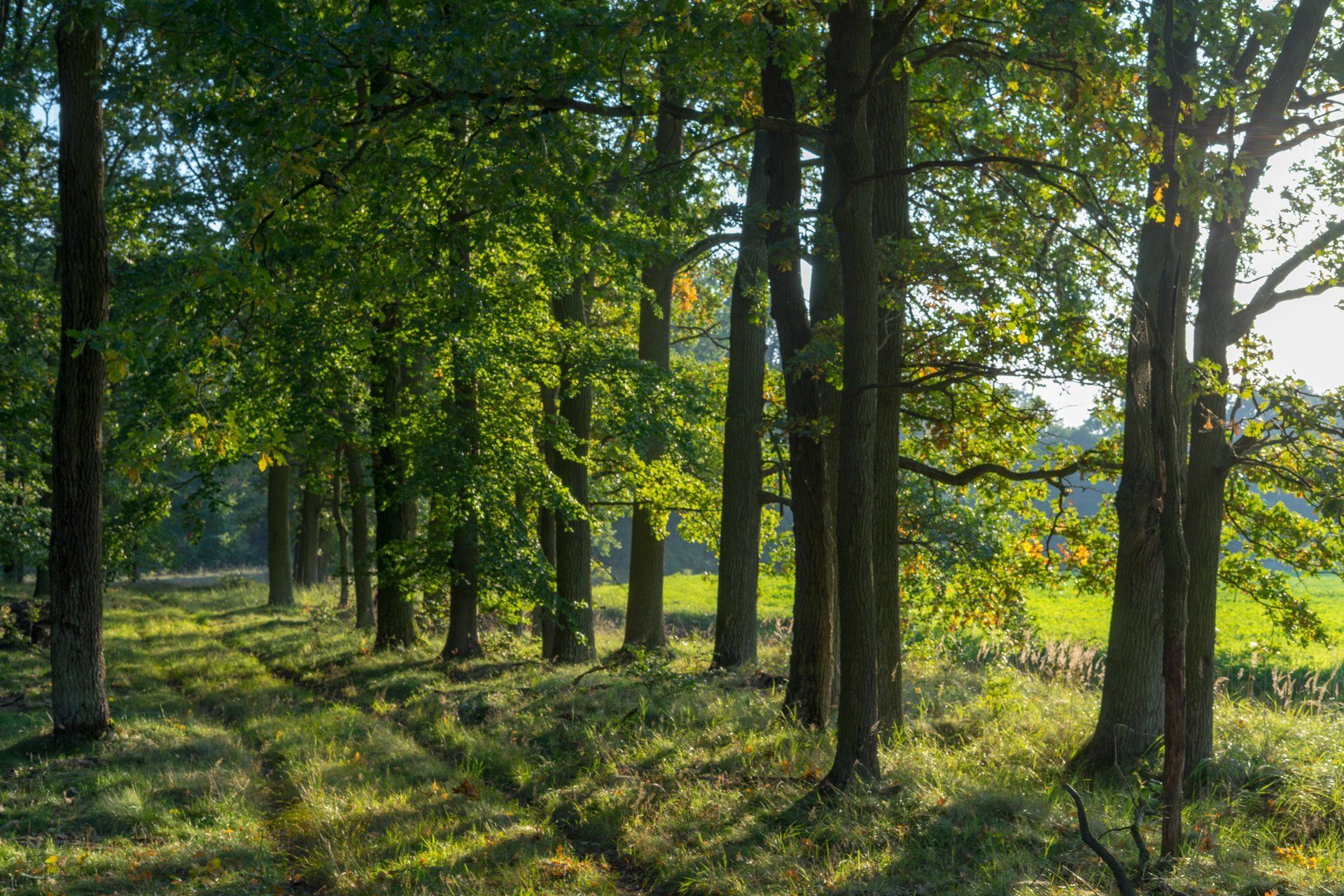 Wald