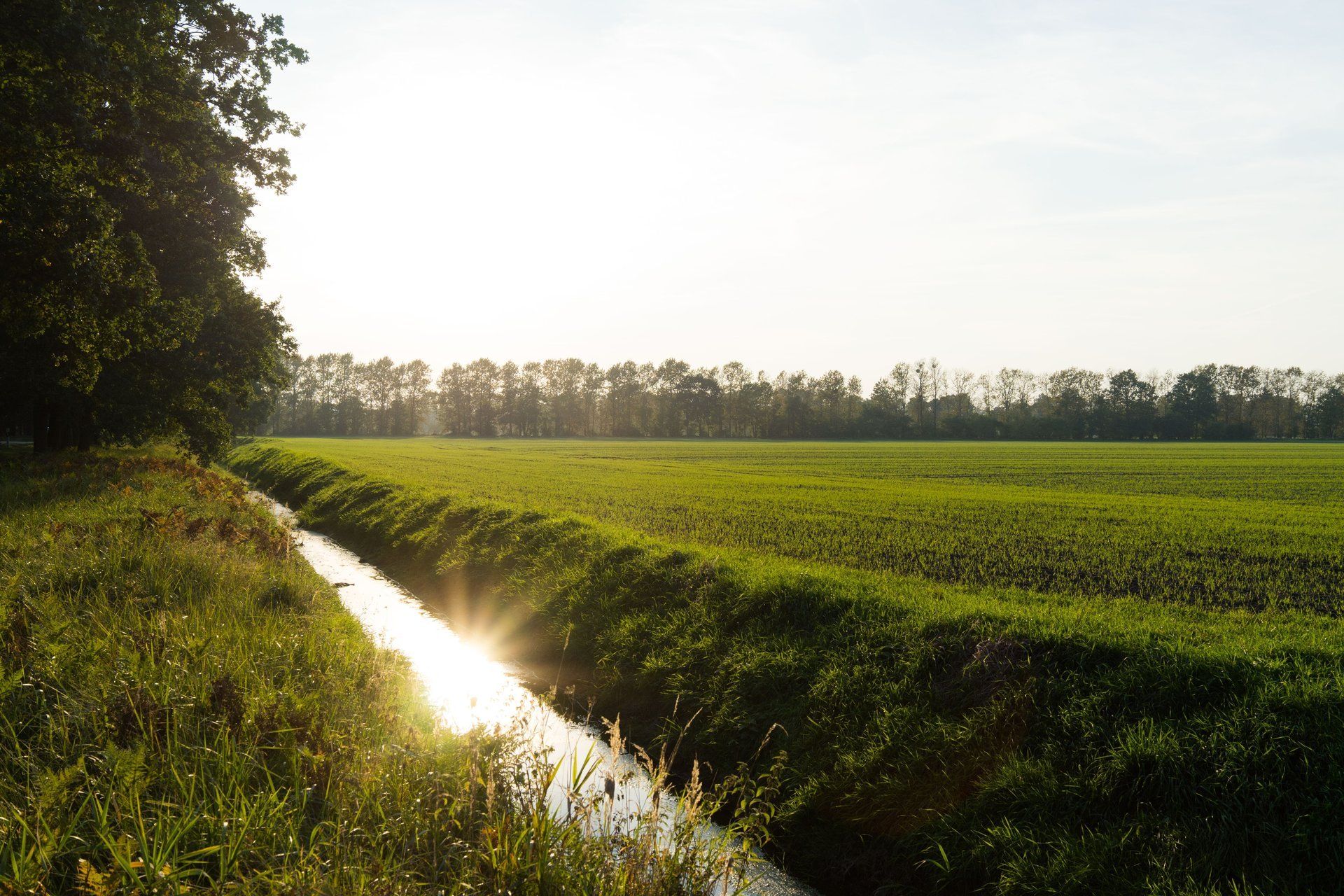 Feld