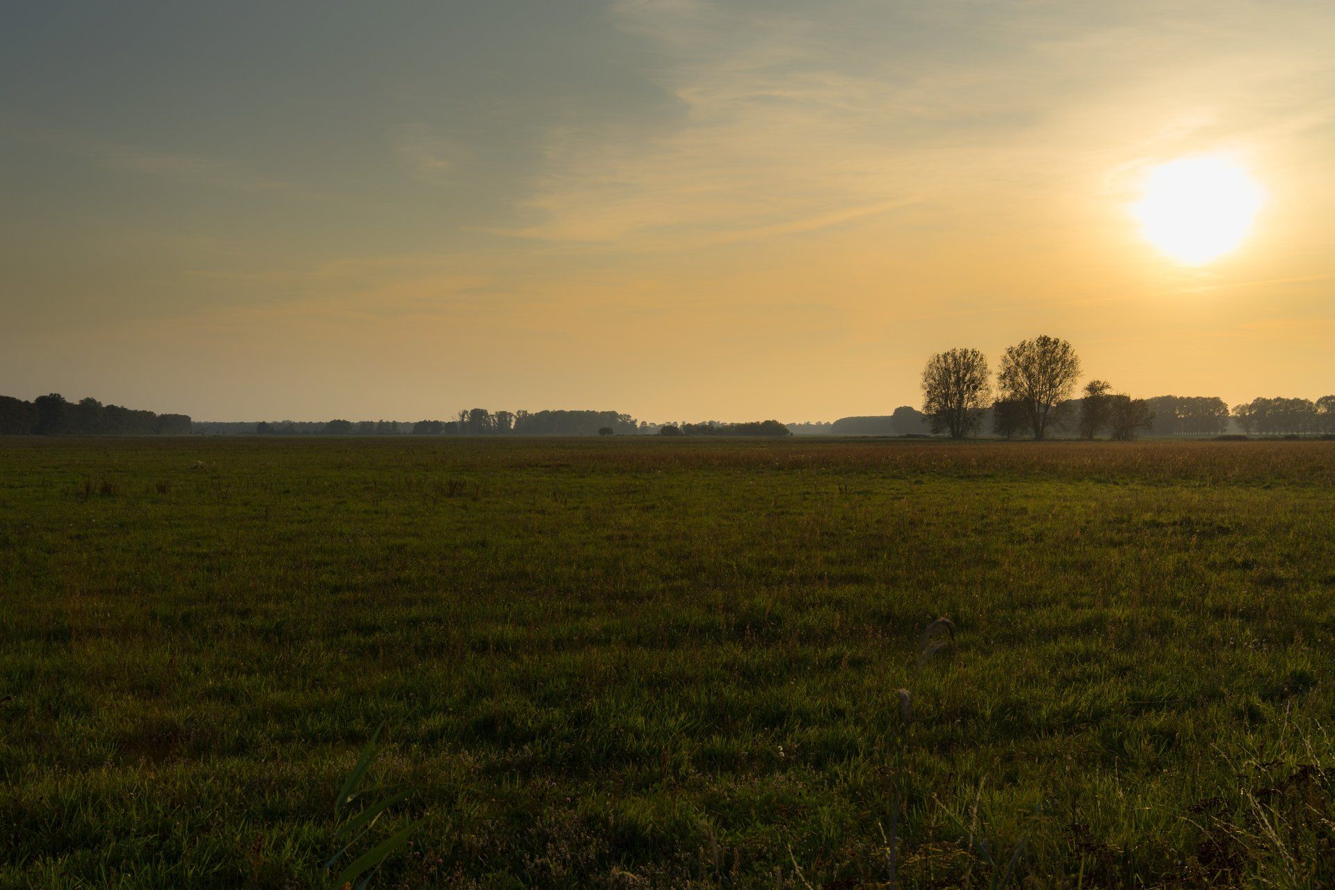 Feld