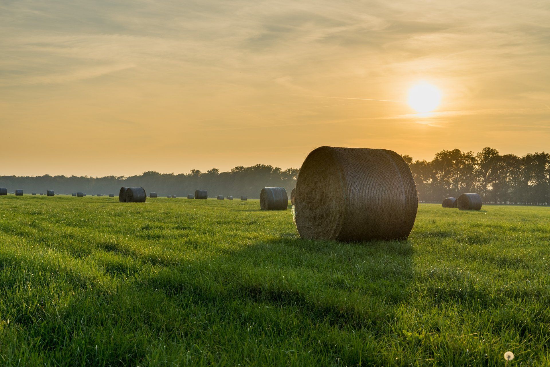 Feld