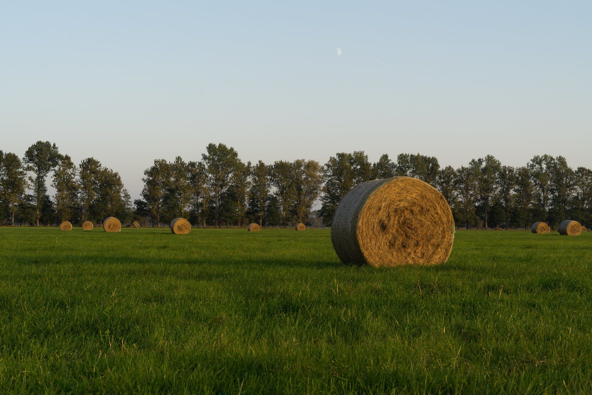 Feld