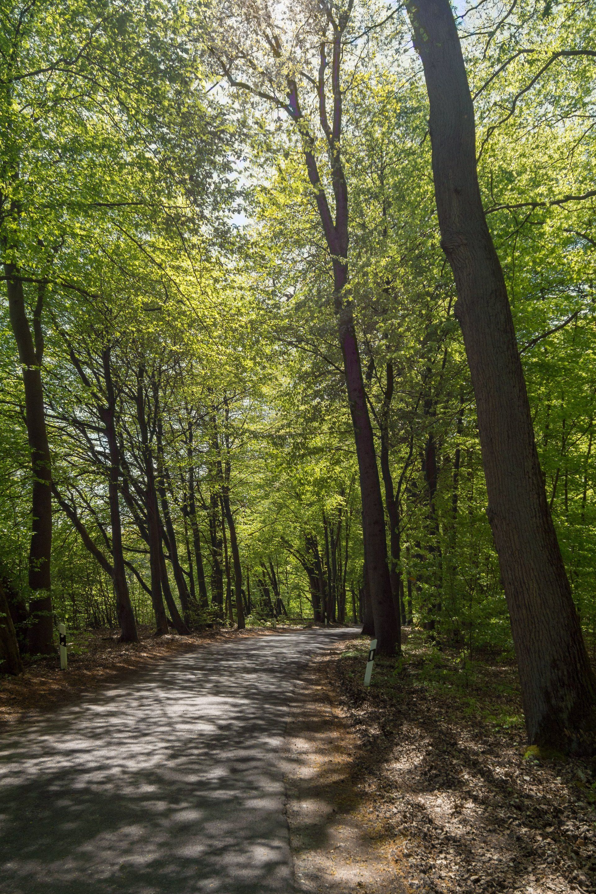 Wald